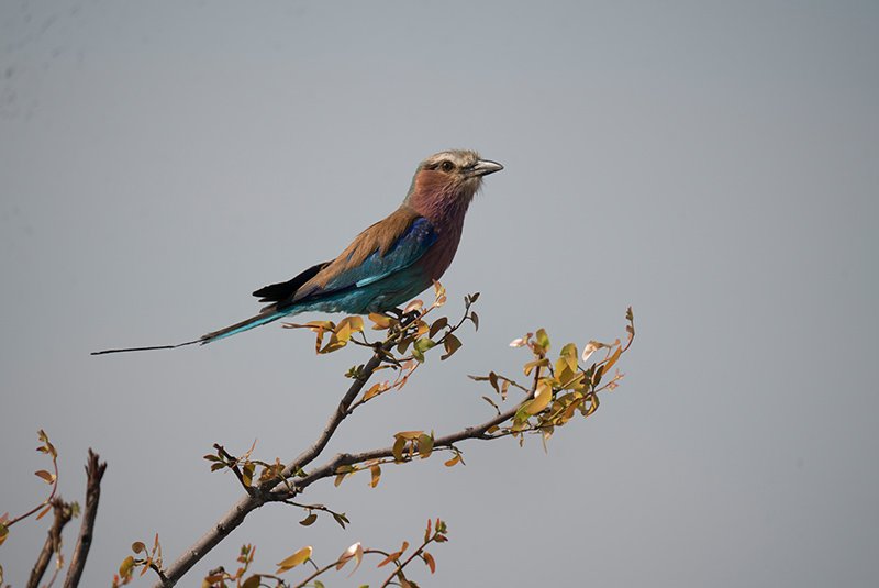 Birdwatching in the Okavango Delta