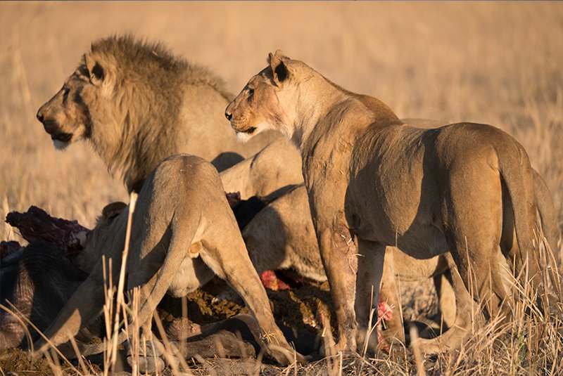 Wildlife photography on safari