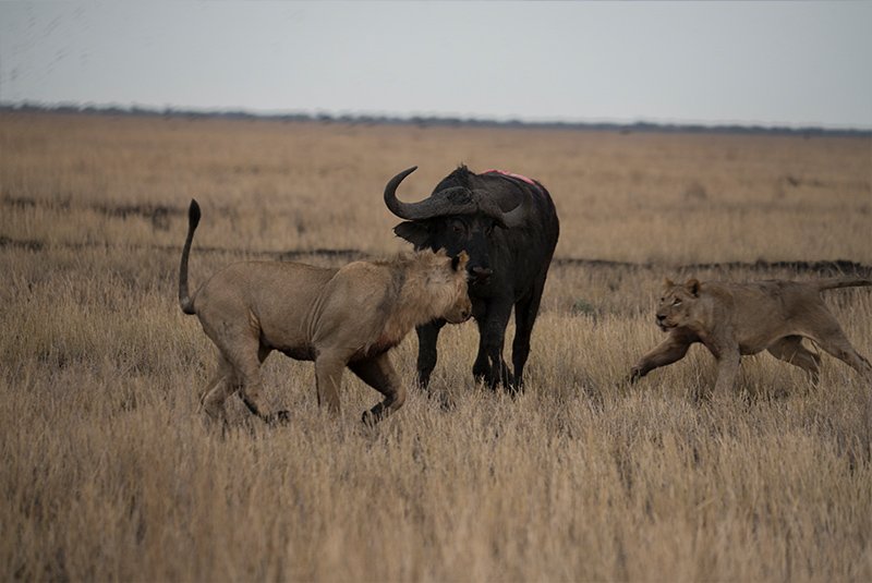 Elephants in Chobe National Park