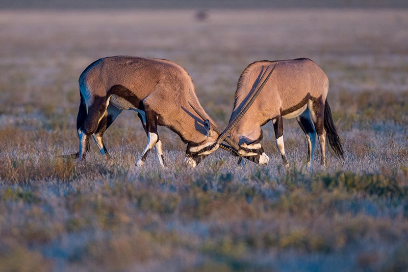Kalahari  Experience