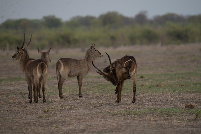 Wildlife along the Khwai River