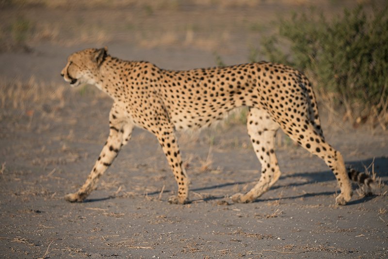 Elephants in Moremi Game Reserve wetlands