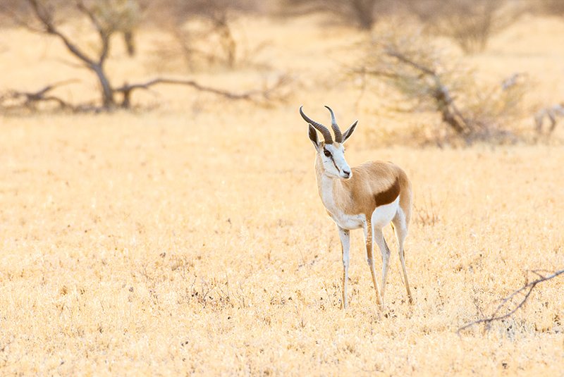 Vast open landscapes of the Central Kalahari Game Reserve