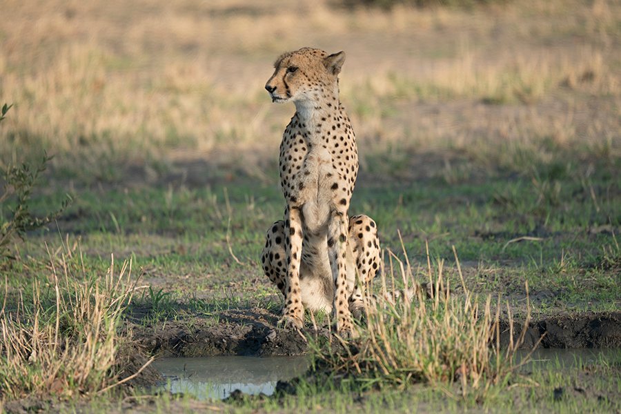 Botswana Luxury Safari Escape
