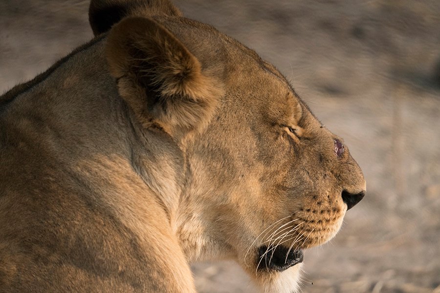 Botswana Explorer Safari