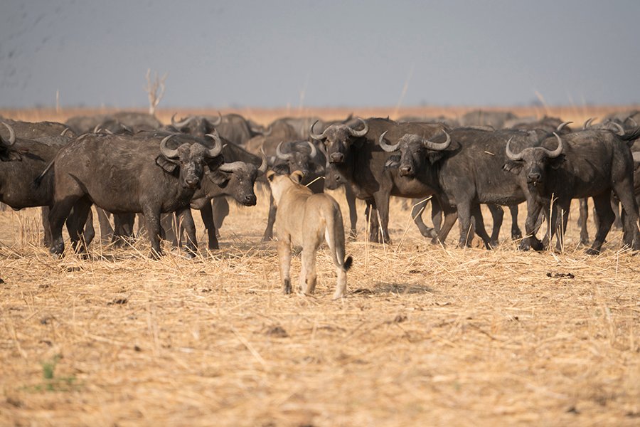 Botswana Untamed Wilderness Safari